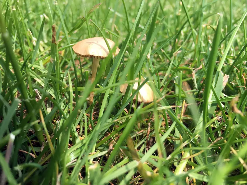 Pilze im Rasen entfernen
