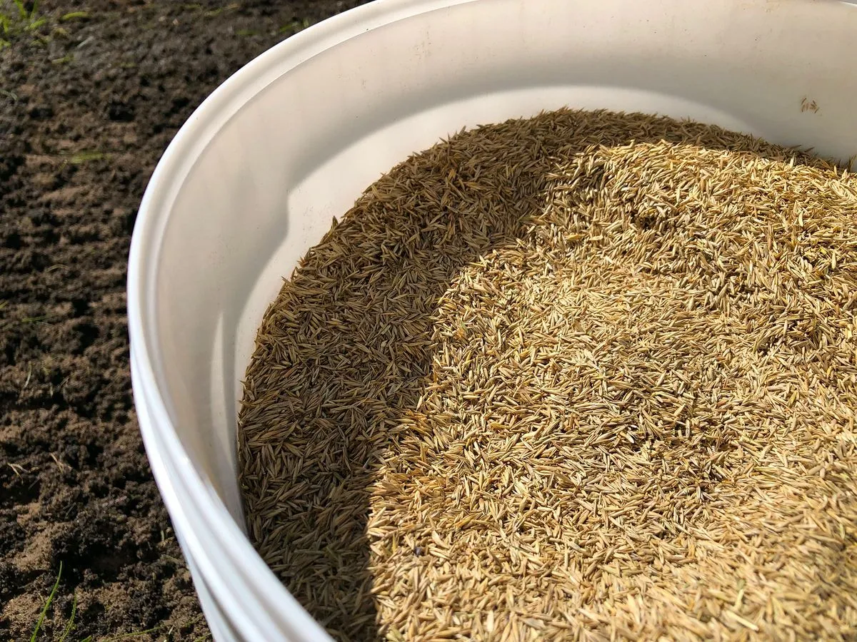 Schattenking Rasensaat für schattige Flächen