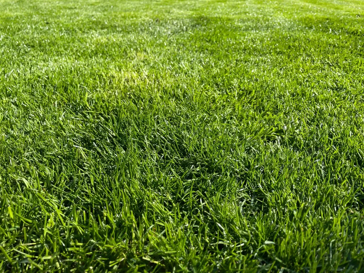 Schönes Grün nach der Frühjahrsdüngung