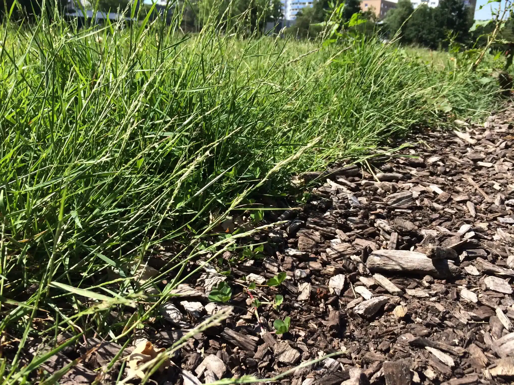 Rindenmulch - Helfer gegen Unkraut