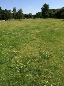 Ameisen im Rasen bekämpfen