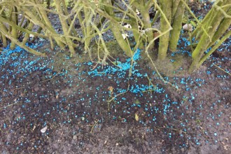 Blaukorn als Rasendünger verwenden?