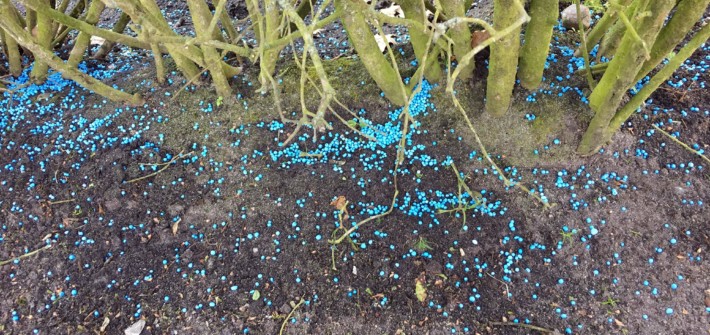 Blaukorn als Rasendünger verwenden?