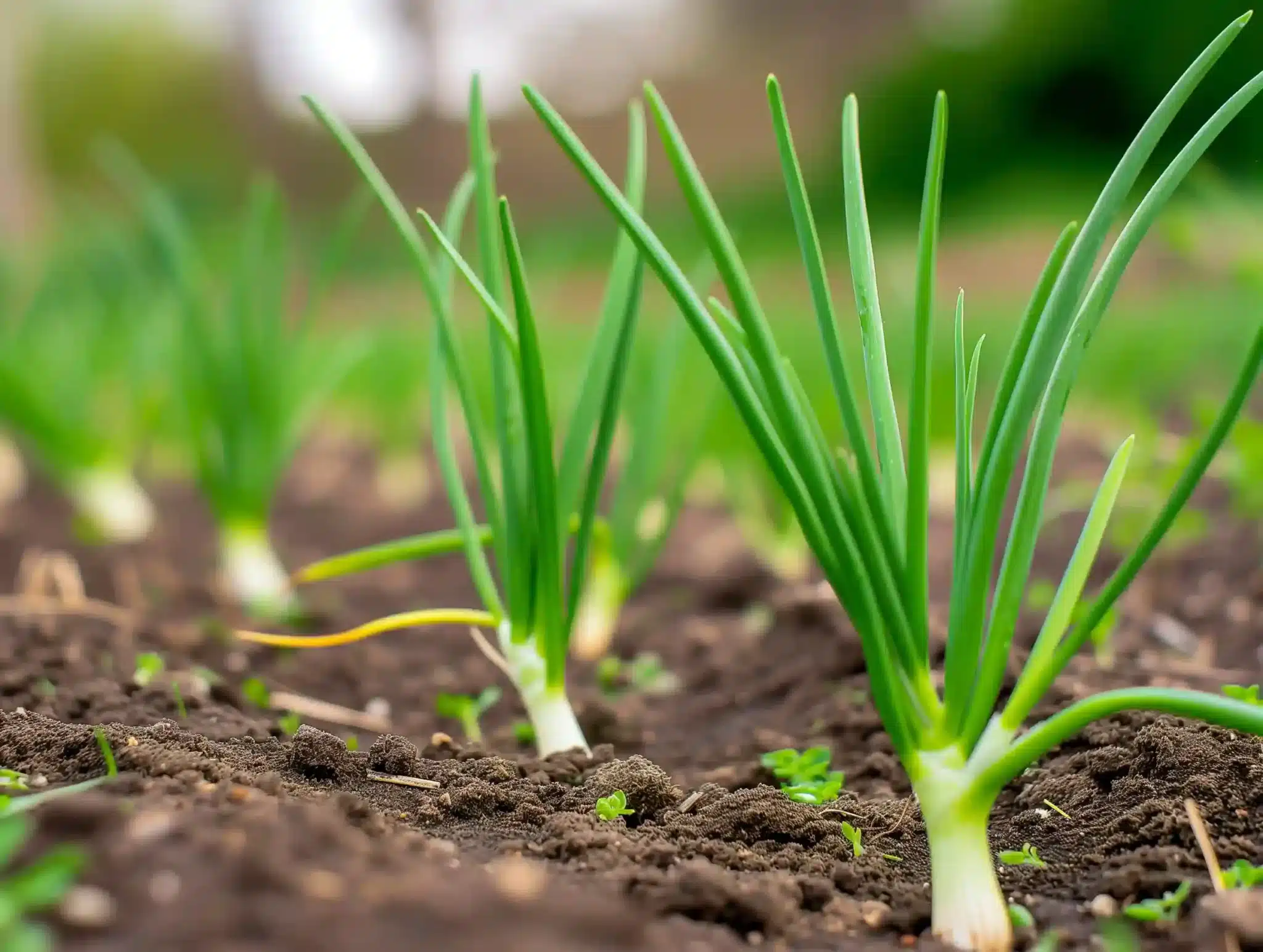 Frühlingszwiebeln im Garten