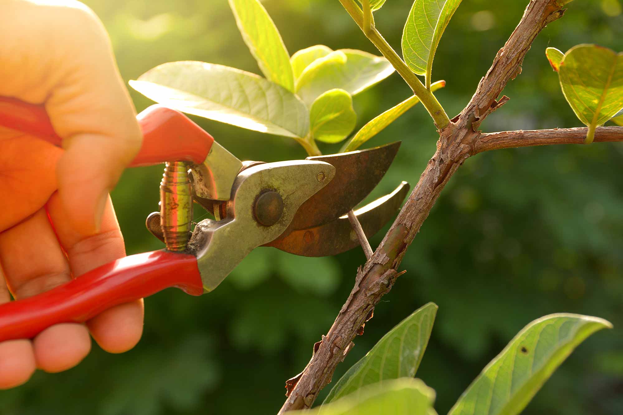 Gartenschere - Werkzeug für Gärtner