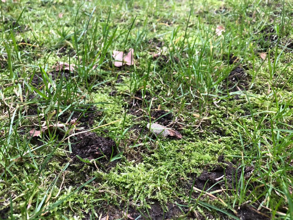 Der Rasen wird gelb Was kann man tun? RasenExperte.de