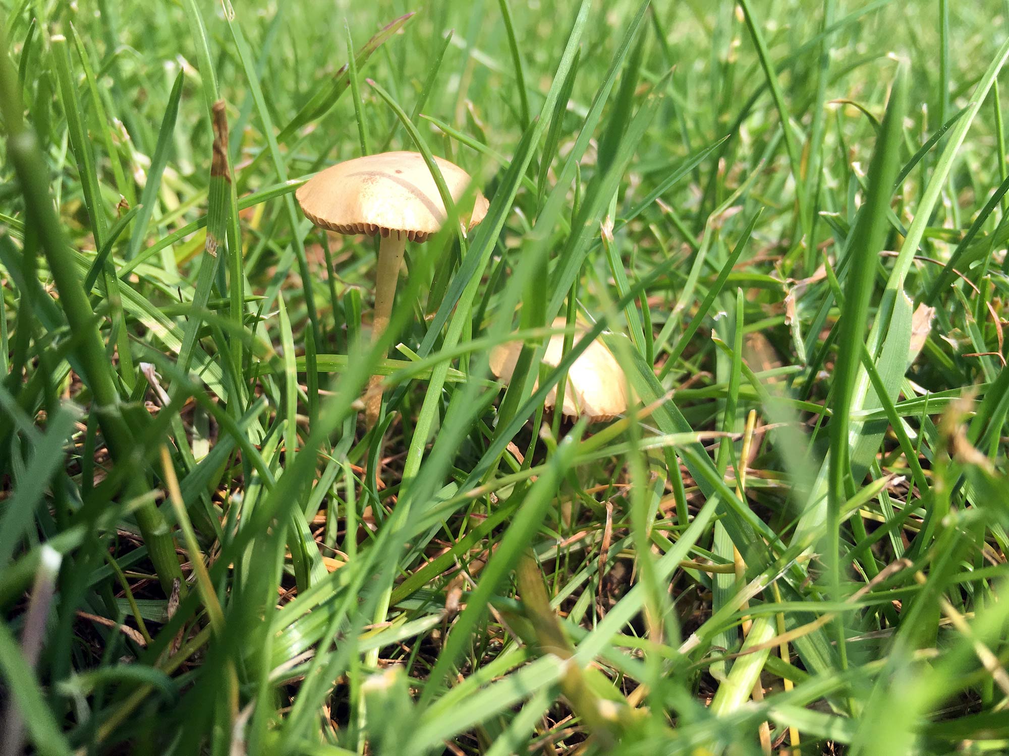 Pilze Im Rasen Bekampfen Was Hilft Gegen Hutpilze Co