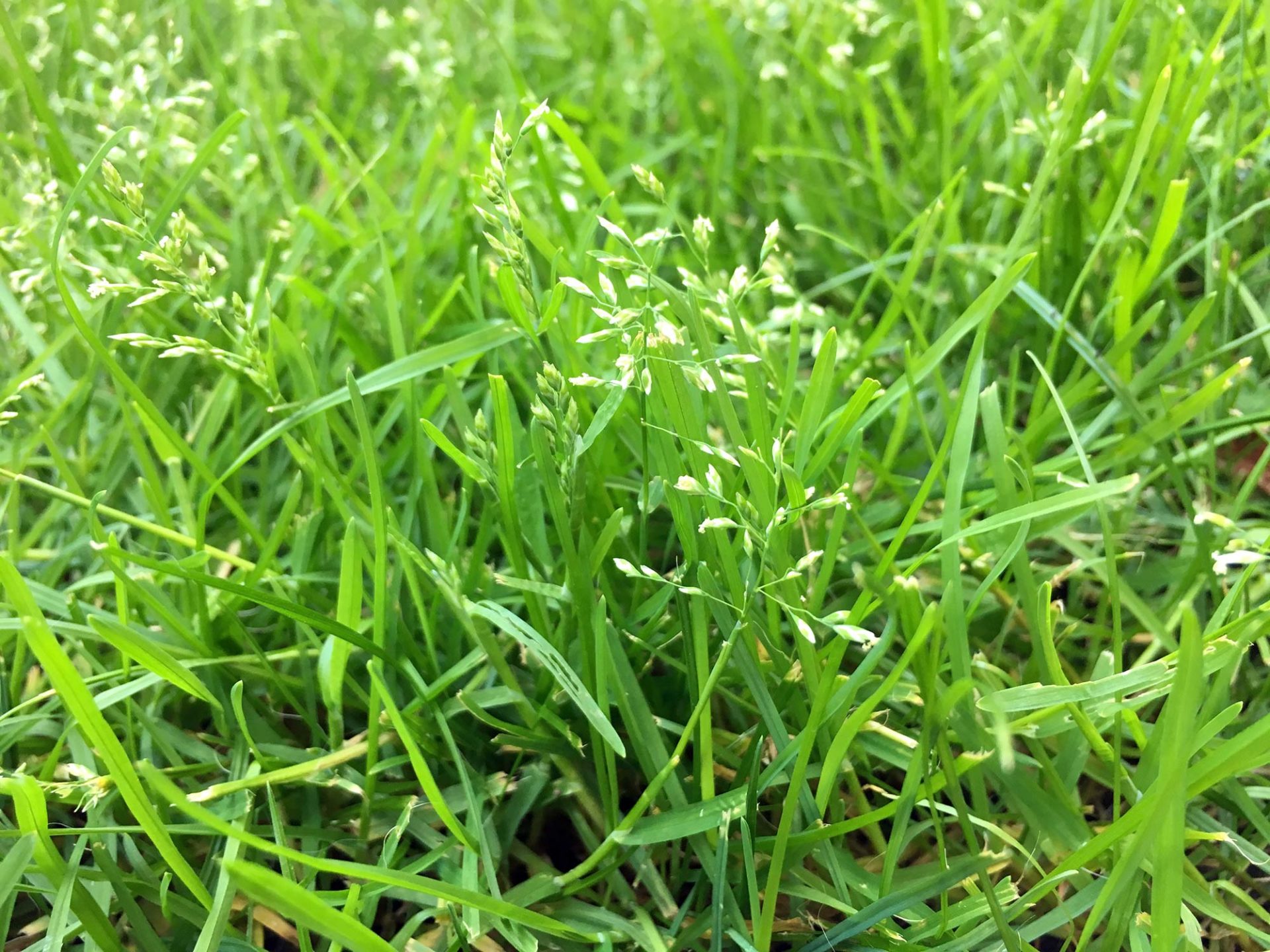 Unser Rasen blüht - Ist es das einjährige Rispengras Poa Anna