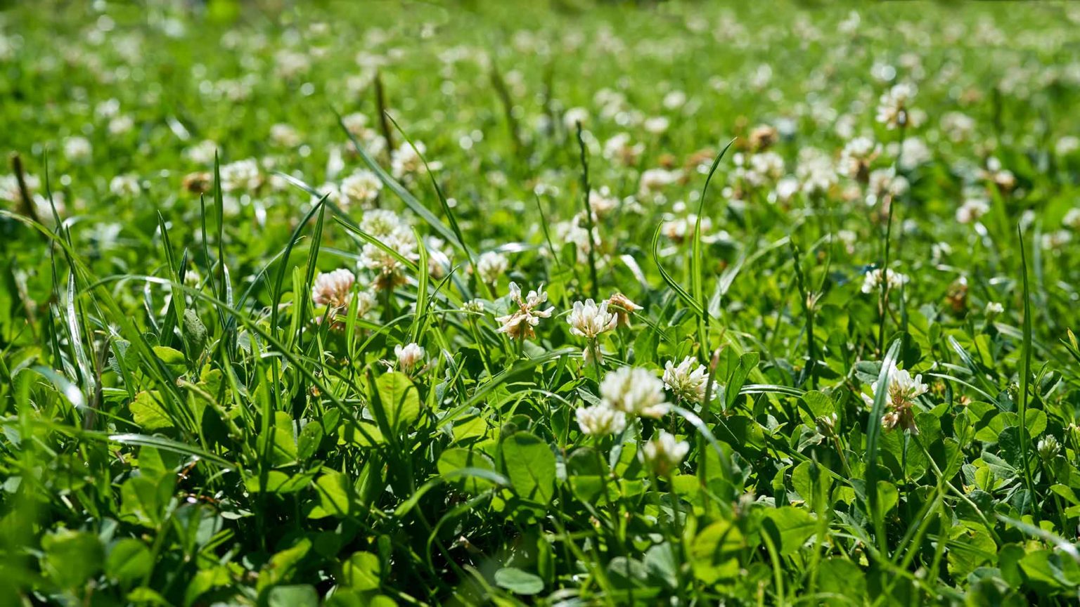 Rasen Keimzeit Wie lange keimt der Rasen?