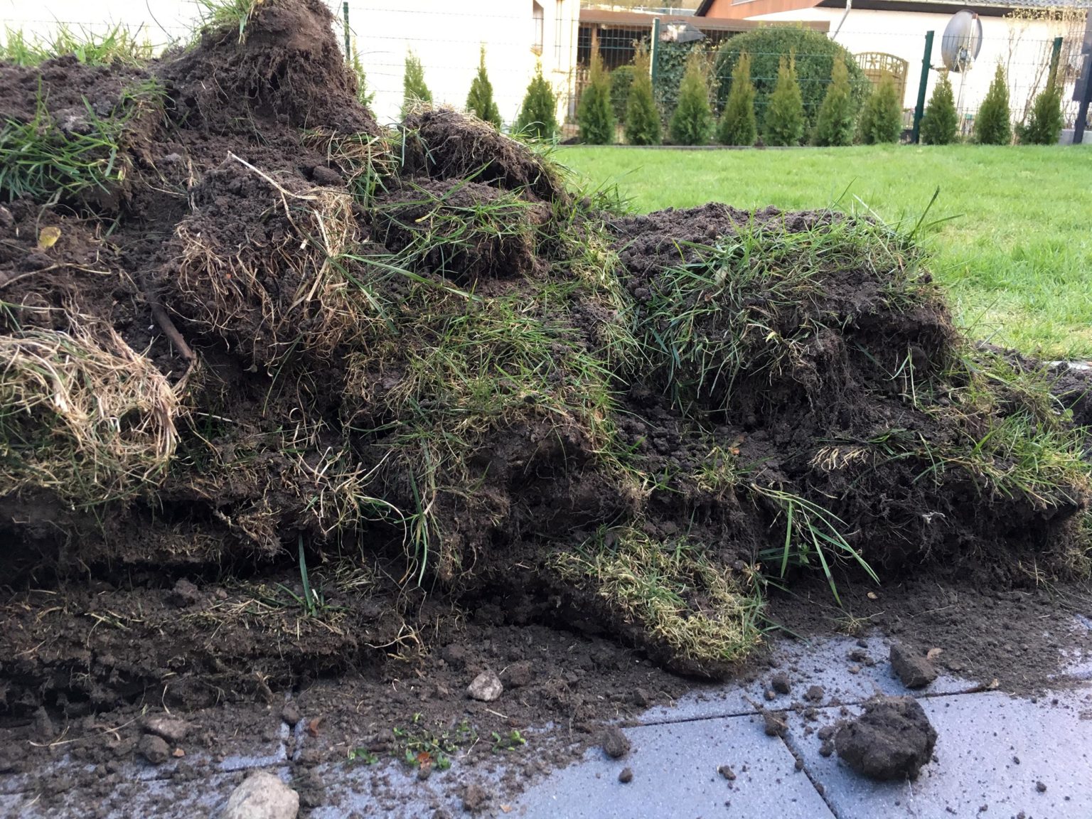 Rasen fräsen oder abtragen? Was verspricht mehr Erfolg?