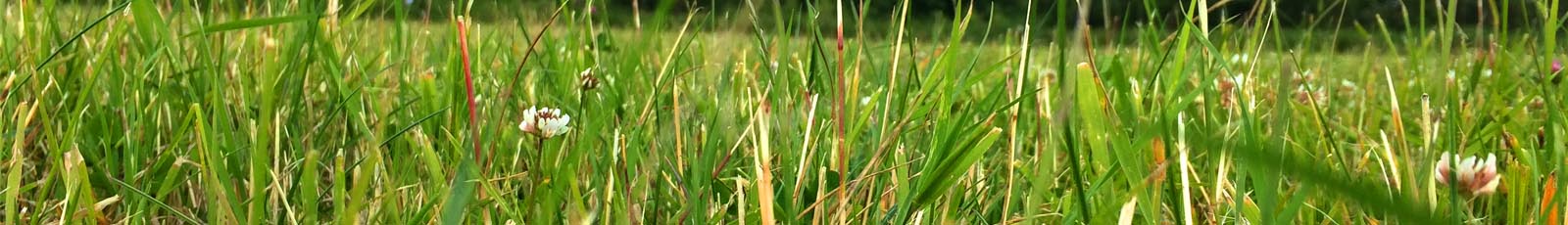 rasen-header - Rasen Experte