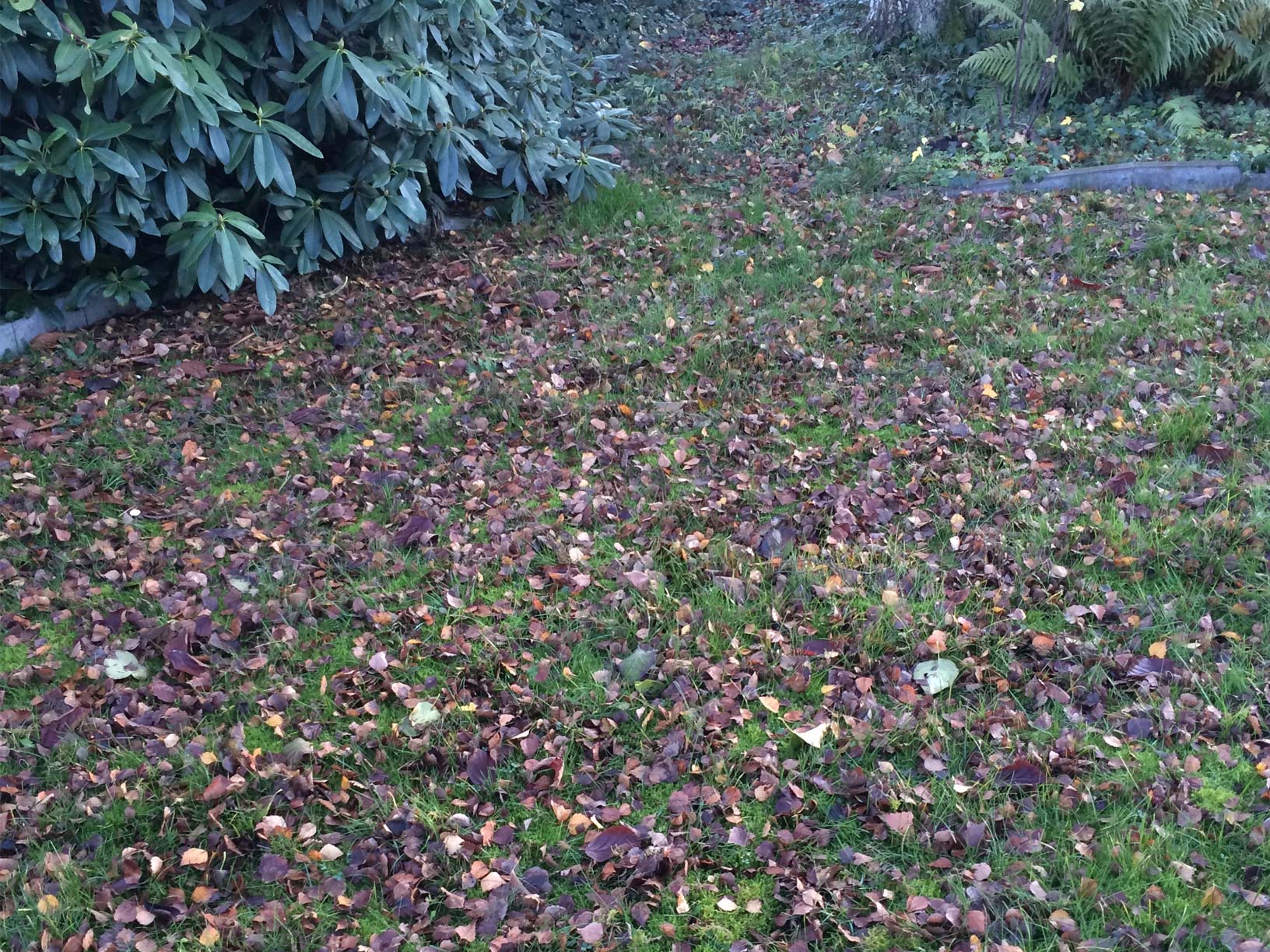 Rasen im Frühjahr - Hier gibts noch jede Menge zu tun