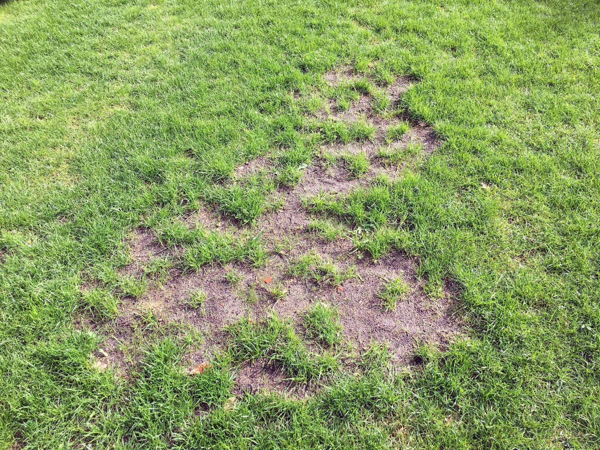 Rasen nachsäen Kahle Stellen im Rasen ausbessern