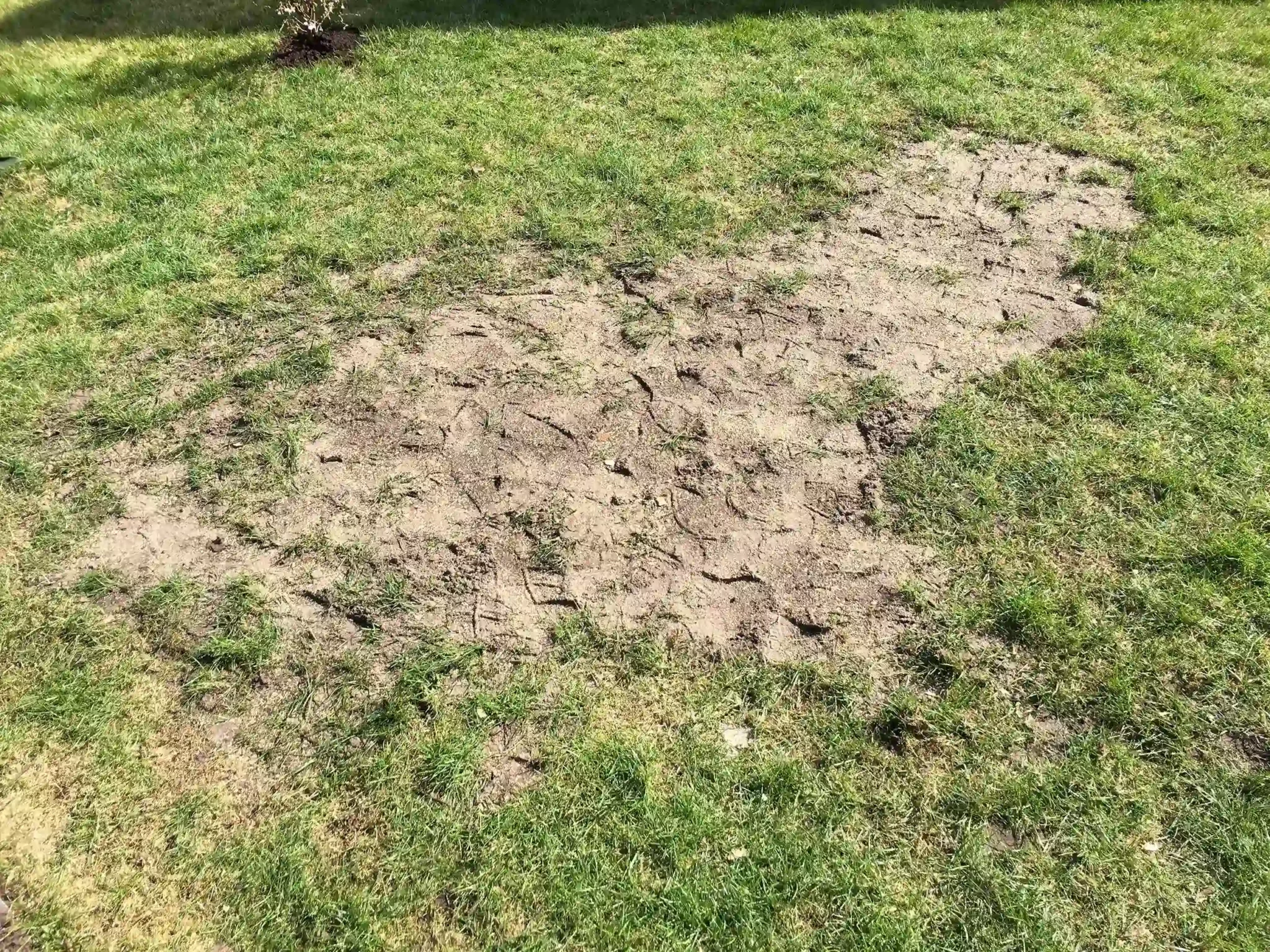Rasen nachsäen leicht gemacht