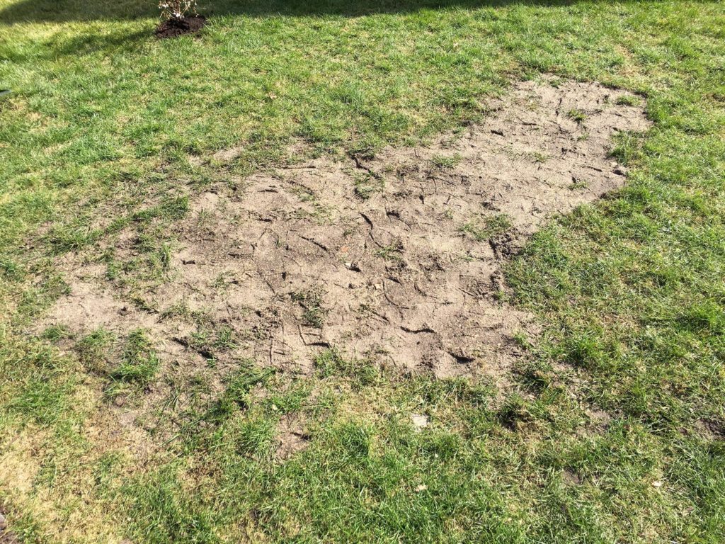 Rasen nachsäen leicht gemacht
