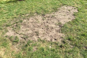 Rasen nachsäen leicht gemacht