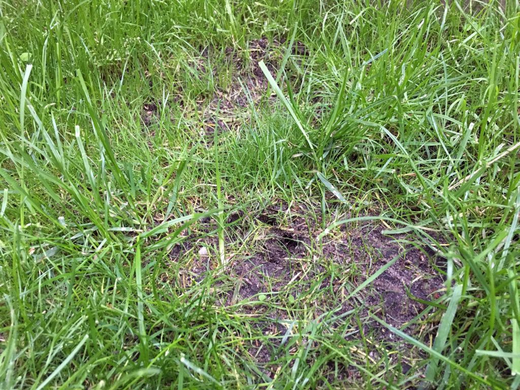 Wann ist der richtige Zeitpunkt zum Rasen säen? - Rasen Experte