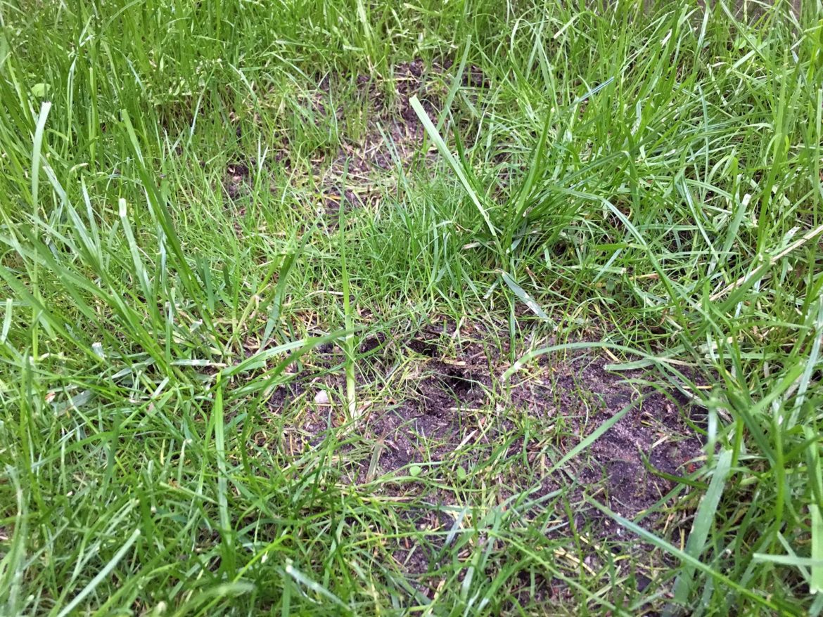 Rasen Säen Anleitung. rasen anlegen in der schritt f r schritt