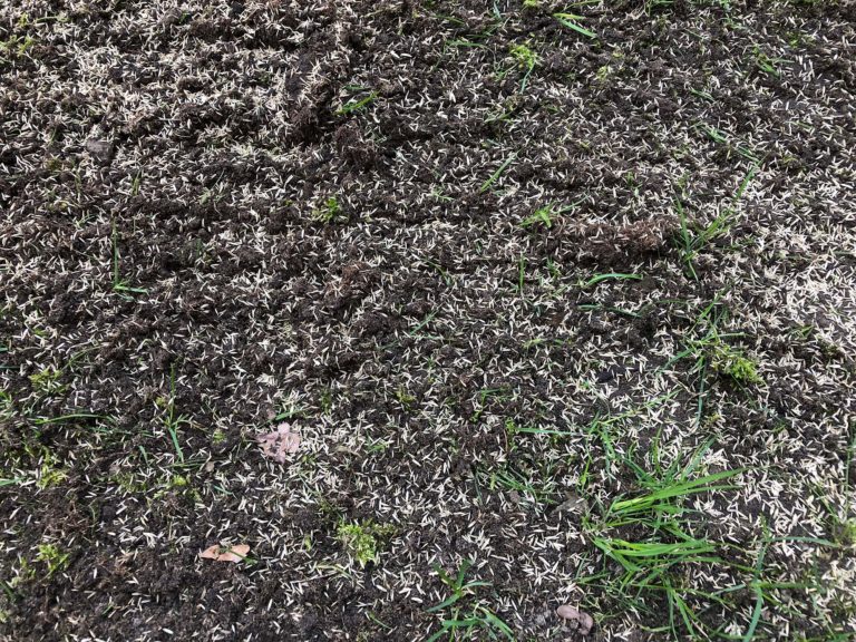 Rasen säen - Wann ist denn der richtige Zeitpunkt?