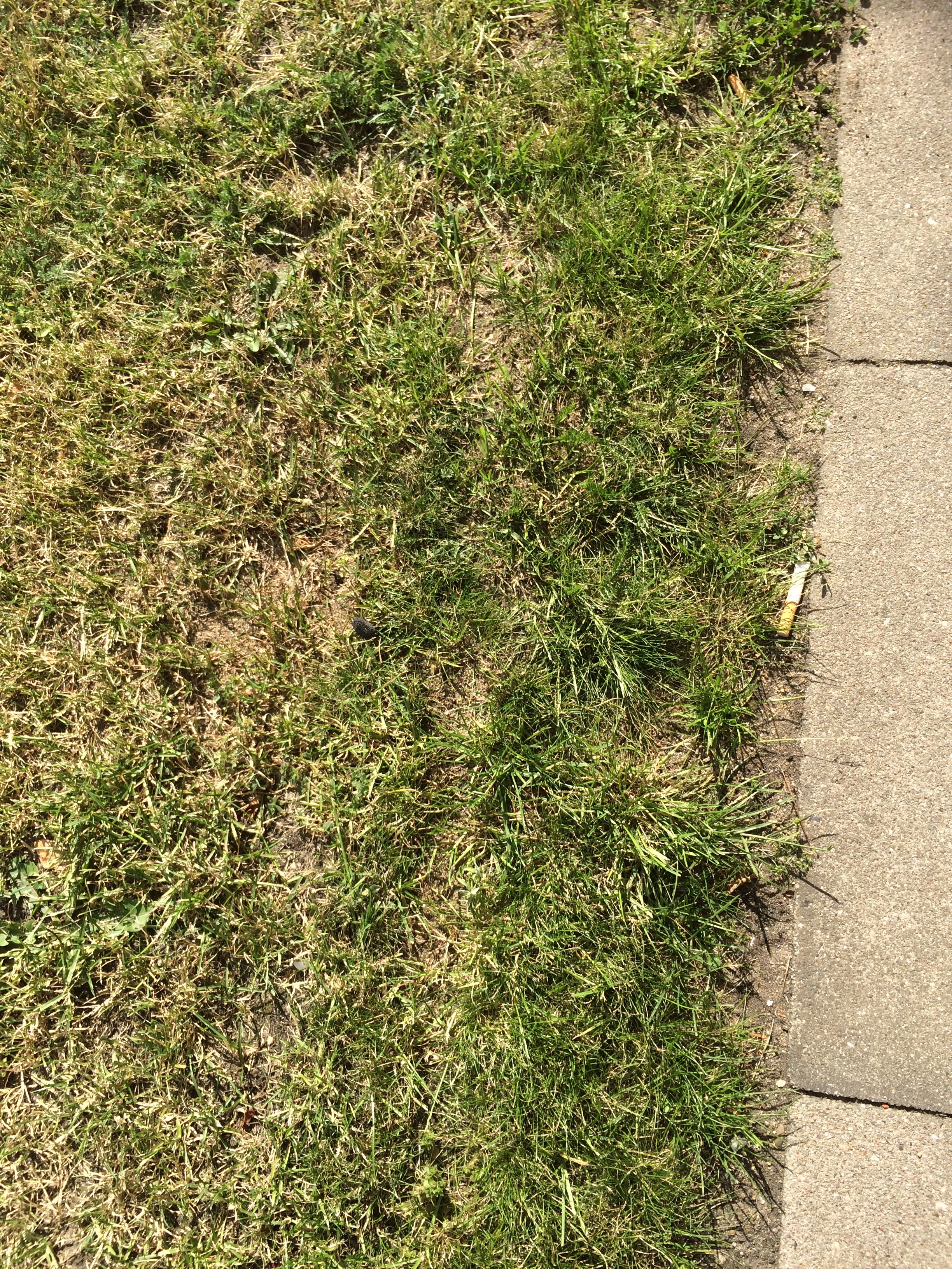 Rasenkantensteine Aus Beton Rasen Experte