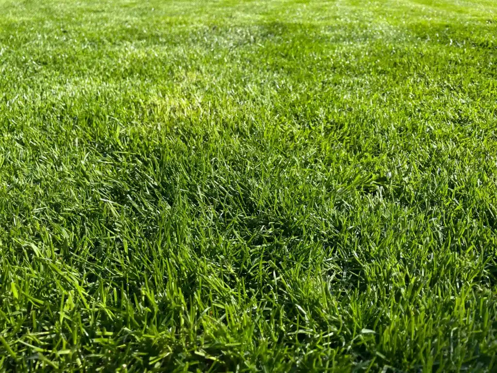 Schönes Grün nach der Frühjahrsdüngung