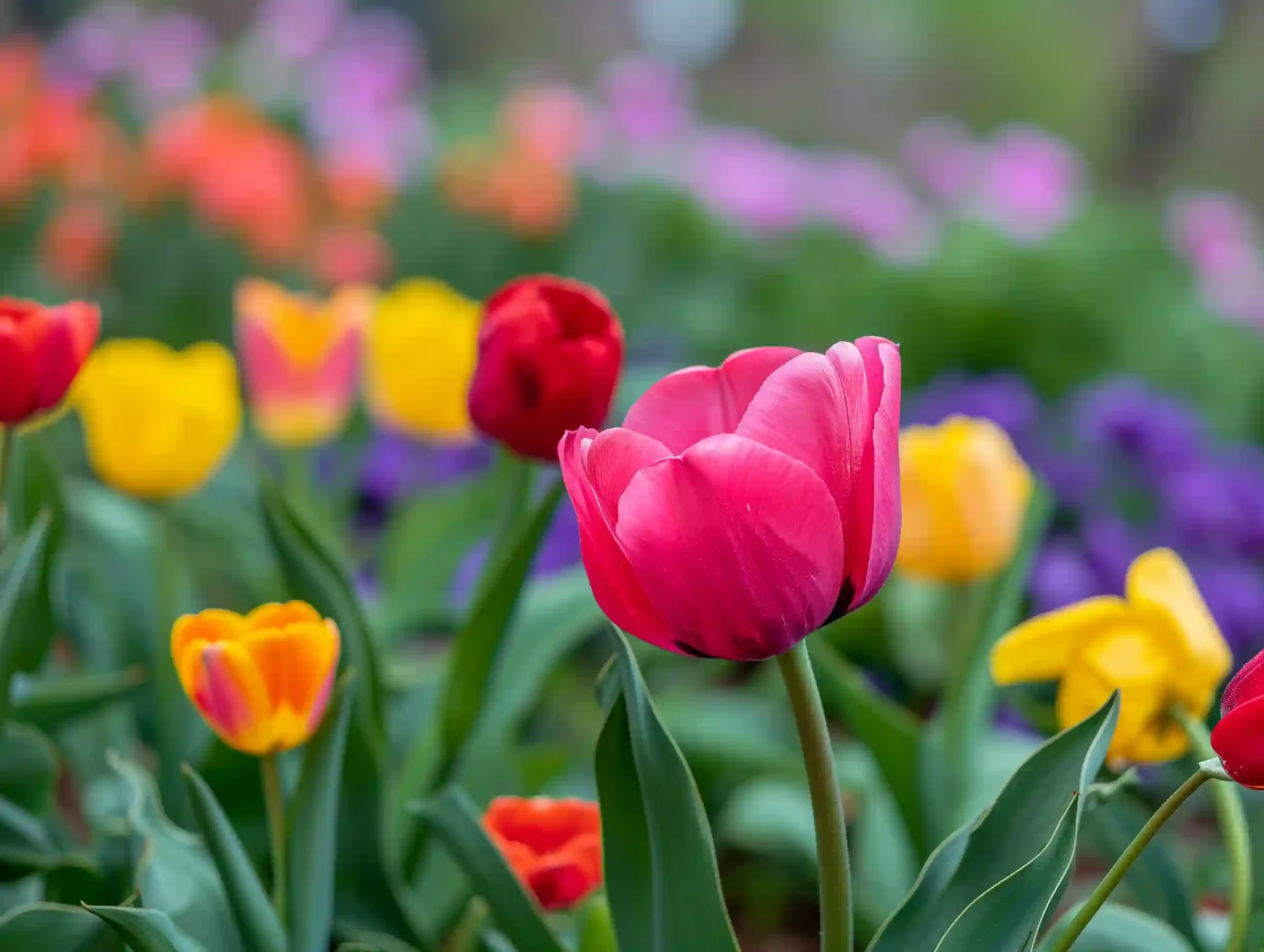 Tulpen Tulpen